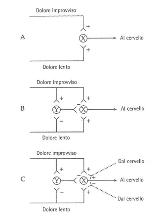 dolore cos'è